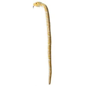 Albino Burmese Python 50 Inch