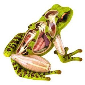 Frog Anatomy 4-D