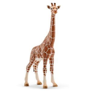 Giraffe, Female