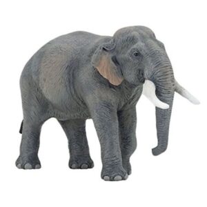 Asian Elephant Asian Elephant