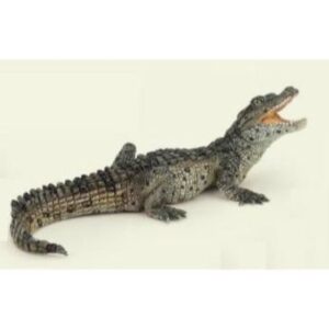 Baby Crocodile Baby Crocodile