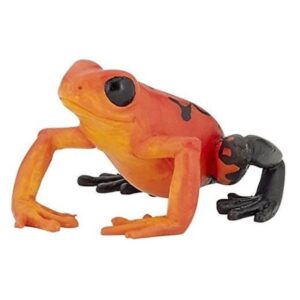Equatorial Red Frog Equatorial Red Frog