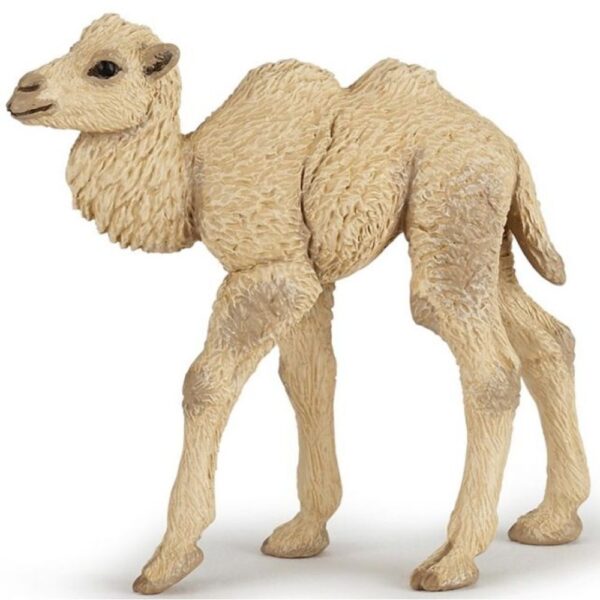 Camel Calf