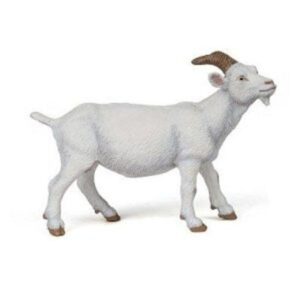 White Nanny Goat White Nanny Goat