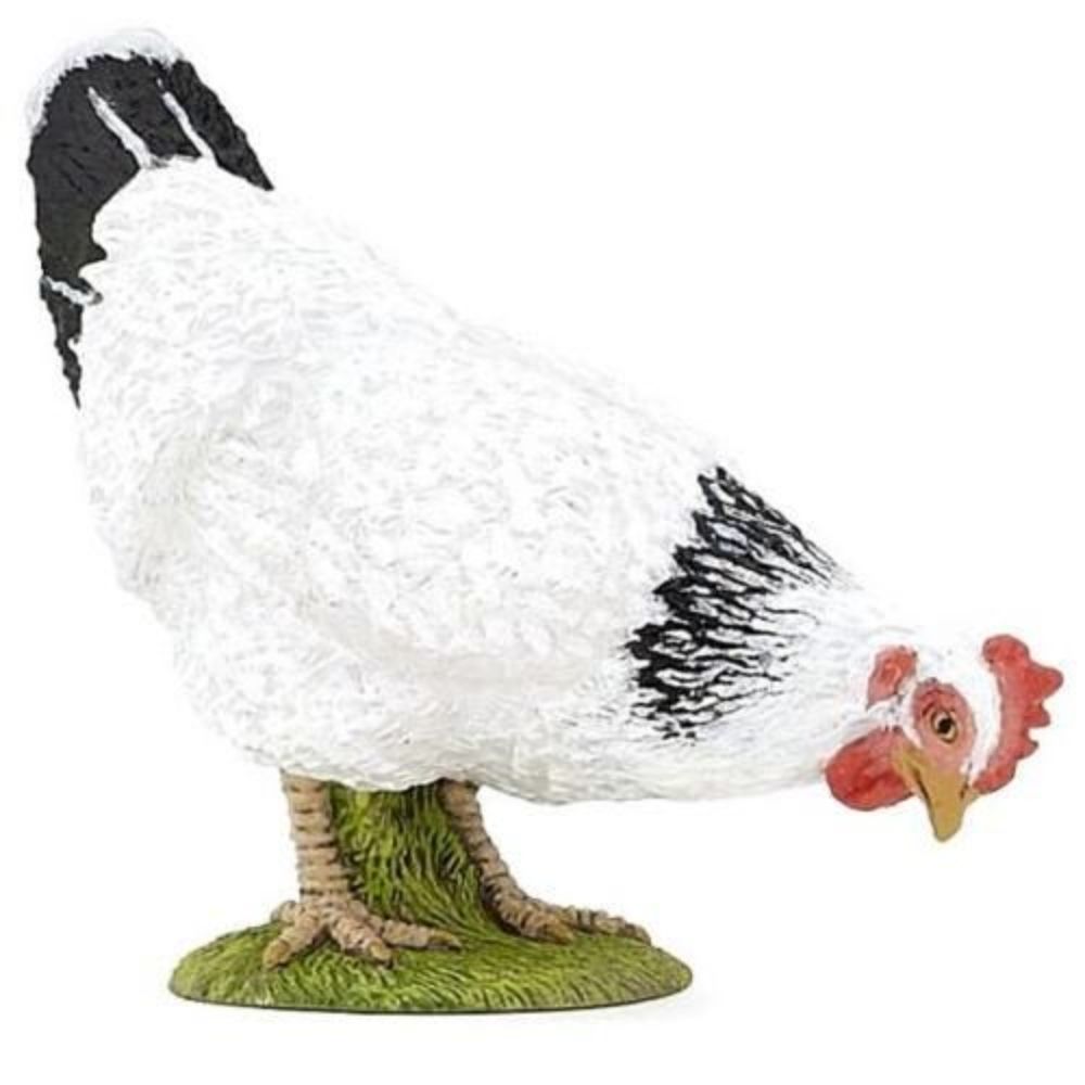 Pecking White Hen Pecking White Hen