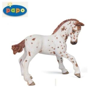 Appaloosa Foal Appaloosa Foal
