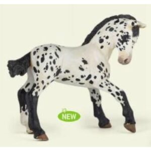 Black Appaloosa Foal Black Appaloosa Foal