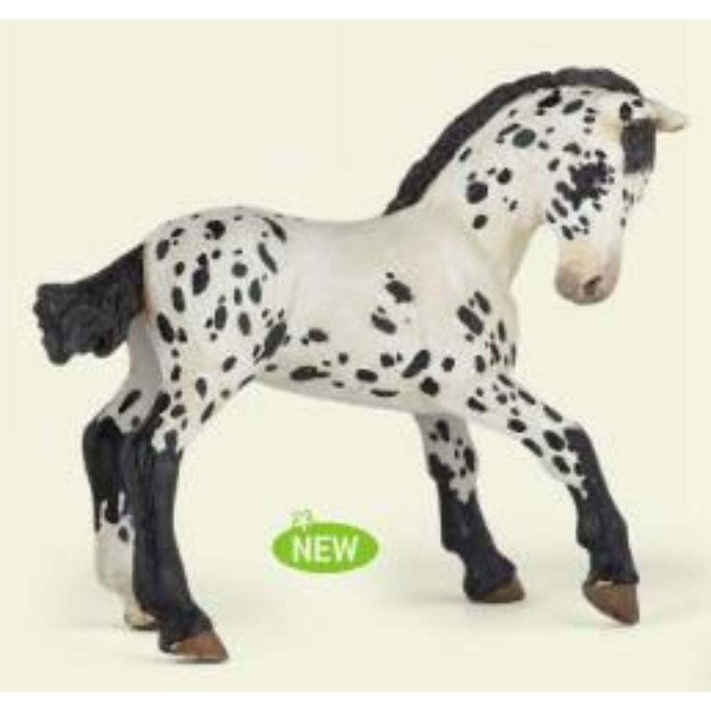 Black Appaloosa Foal Black Appaloosa Foal