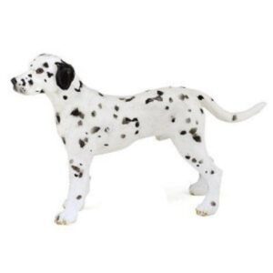 Dalmation Dalmation