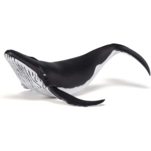 Whale Calf Whale Calf