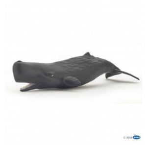 Sperm Whale Calf Sperm Whale Calf