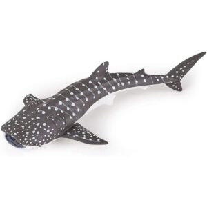 Young Whale Shark Young Whale Shark