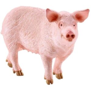 Pig Pig