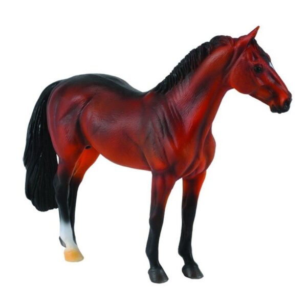 Bay Hanoverian Stallion Horse