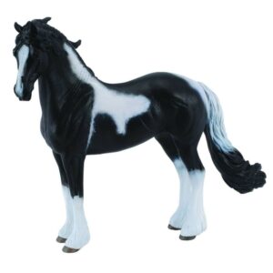 Barock Pinto Stallion Horse