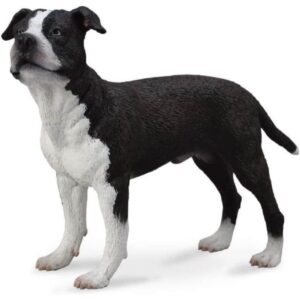 American Staffordshire Terrier American Staffordshire Terrier