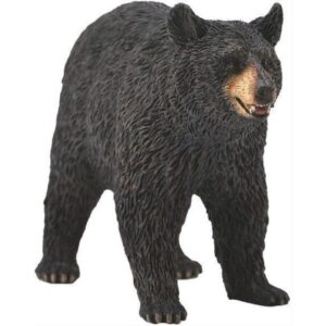 American Black Bear American Black Bear