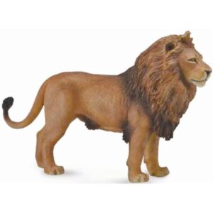 African Lion African Lion