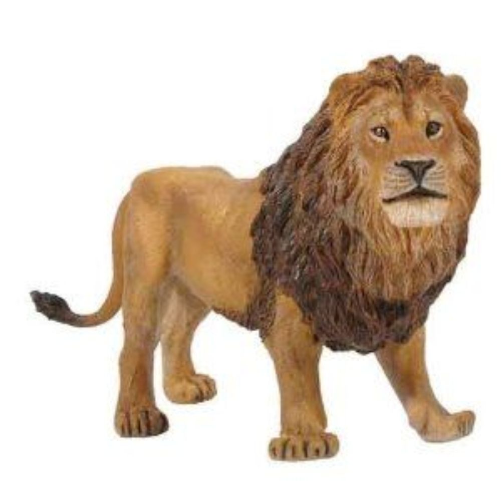 King of the Jungle - Lion King of the Jungle - Lion