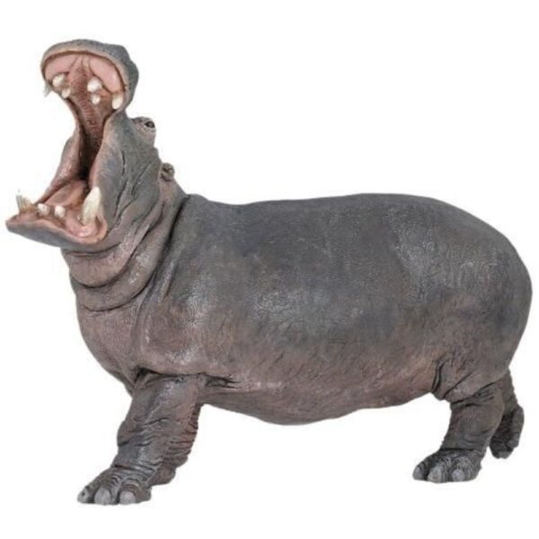 Adult Hippopotamus