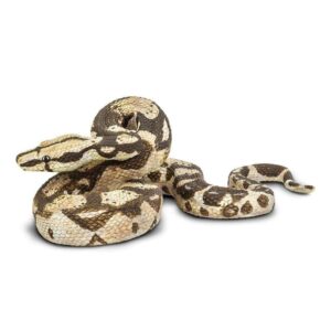 Boa Constrictor Boa Constrictor