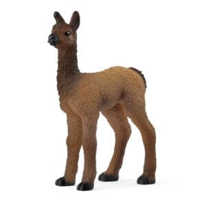 Llama Foal Llama Foal