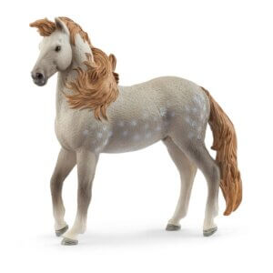 Andalusian Stallion Andalusian Stallion