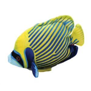 Emperor Angelfish Emperor Angelfish