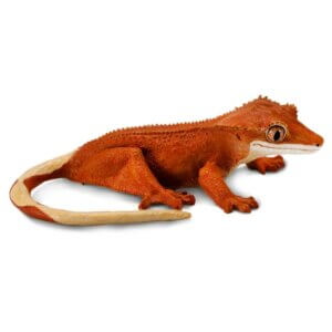 Crested Gecko Crested Gecko