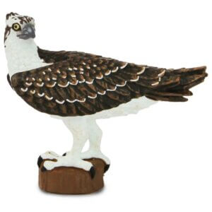 Osprey Osprey