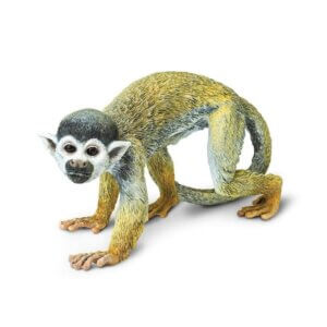 Squirrel Monkey Squirrel Monkey