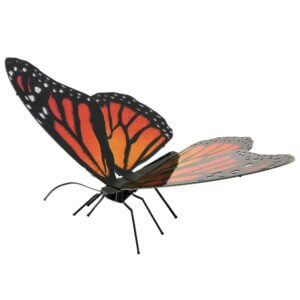 Monarch Butterfly Monarch Butterfly